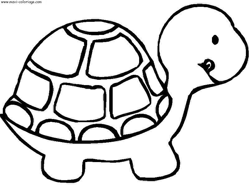 carte invitation Tortues